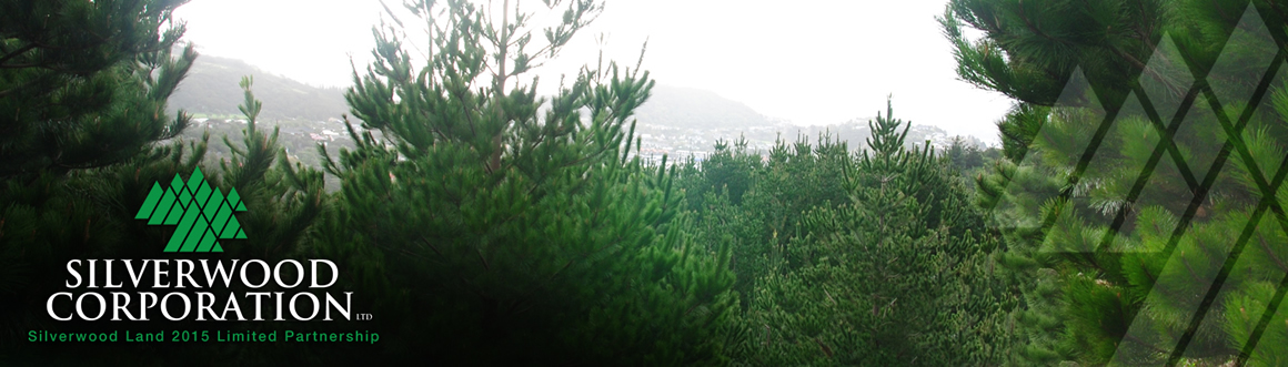 Silverwood Forest Panorama